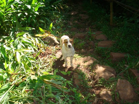 Esse é o guia que nos acompanhou até a Cachoeira das Andorinhas'