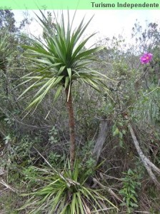 Canela de Ema, vegetação típica da região.