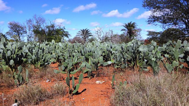 Palma. Planta bem comum na culinária da região.