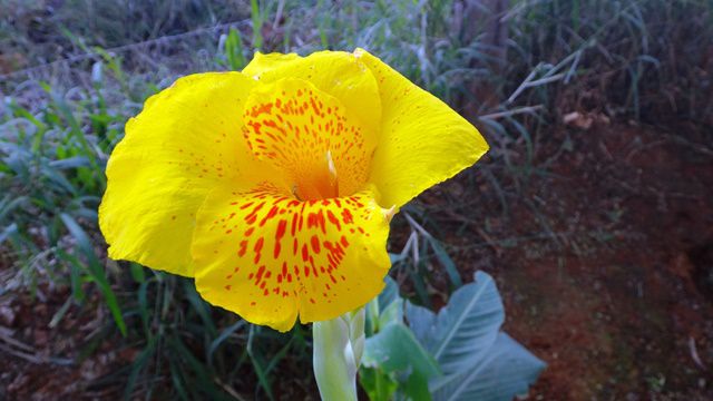 Flores na Fazenda Pratinha.