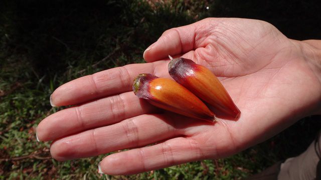 Trilha das Bromélias.