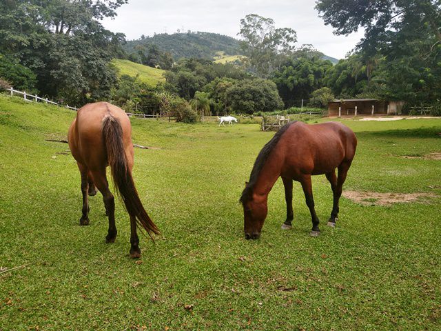 Cavalos na Pousada da Cachoeira