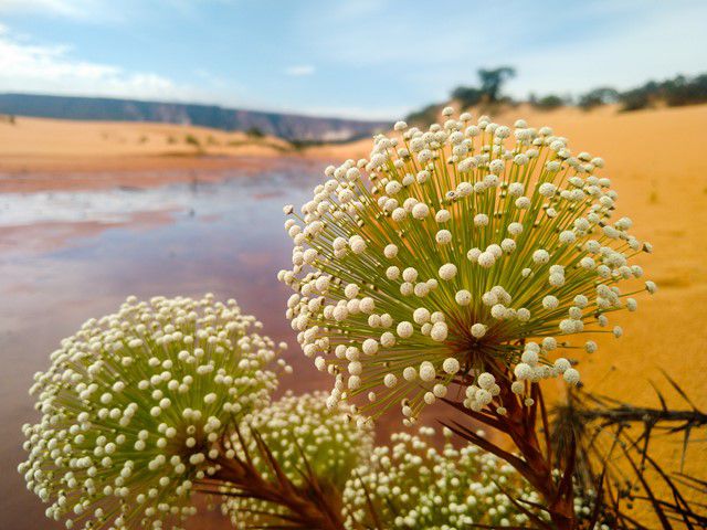 Vegetação nas Dunas do Jalapão, no Tocantins