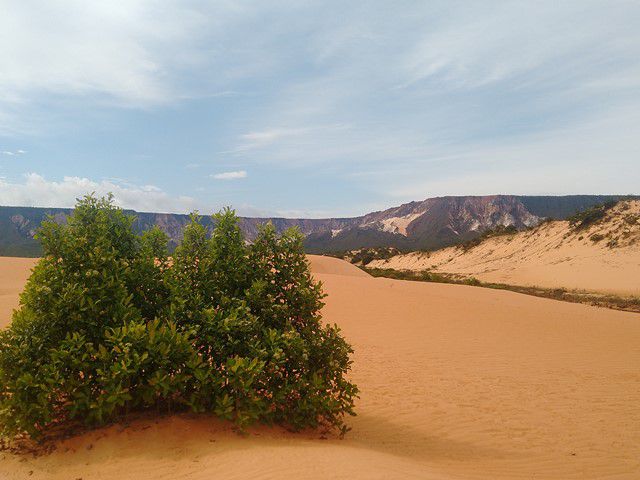 Vegetação nas Dunas do Jalapão, no Tocantins