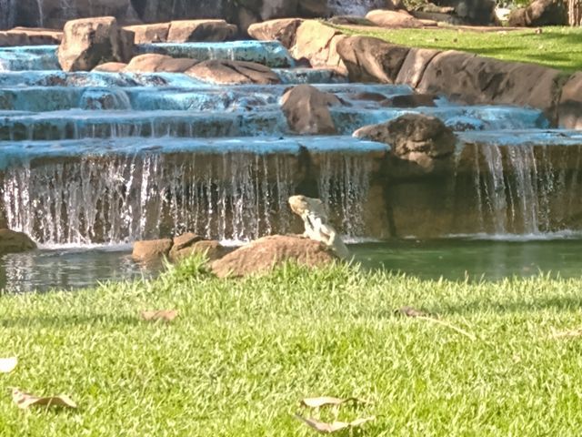 Iguana na Cascata da Praça dos Girassóis