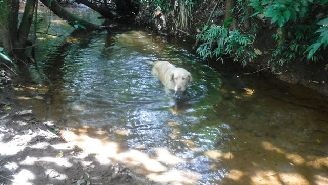 Nem o labrador estava suportando o calor