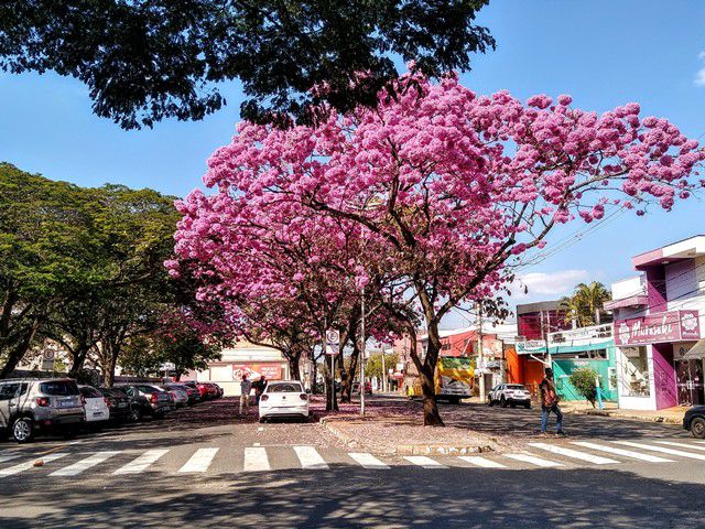 Ipê próximo ao shopping