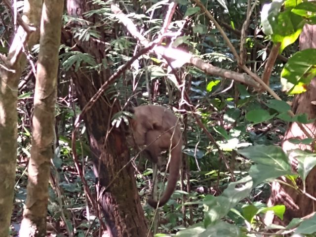 Macaco Prego na Trilha das Cachoeiras